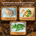 Yimi Children's Dinosaur Egg Dig Kit – DIY Fossil Blind Box (Ages 6–12)